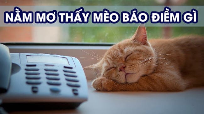 Nằm mơ thấy mèo có điềm gì?